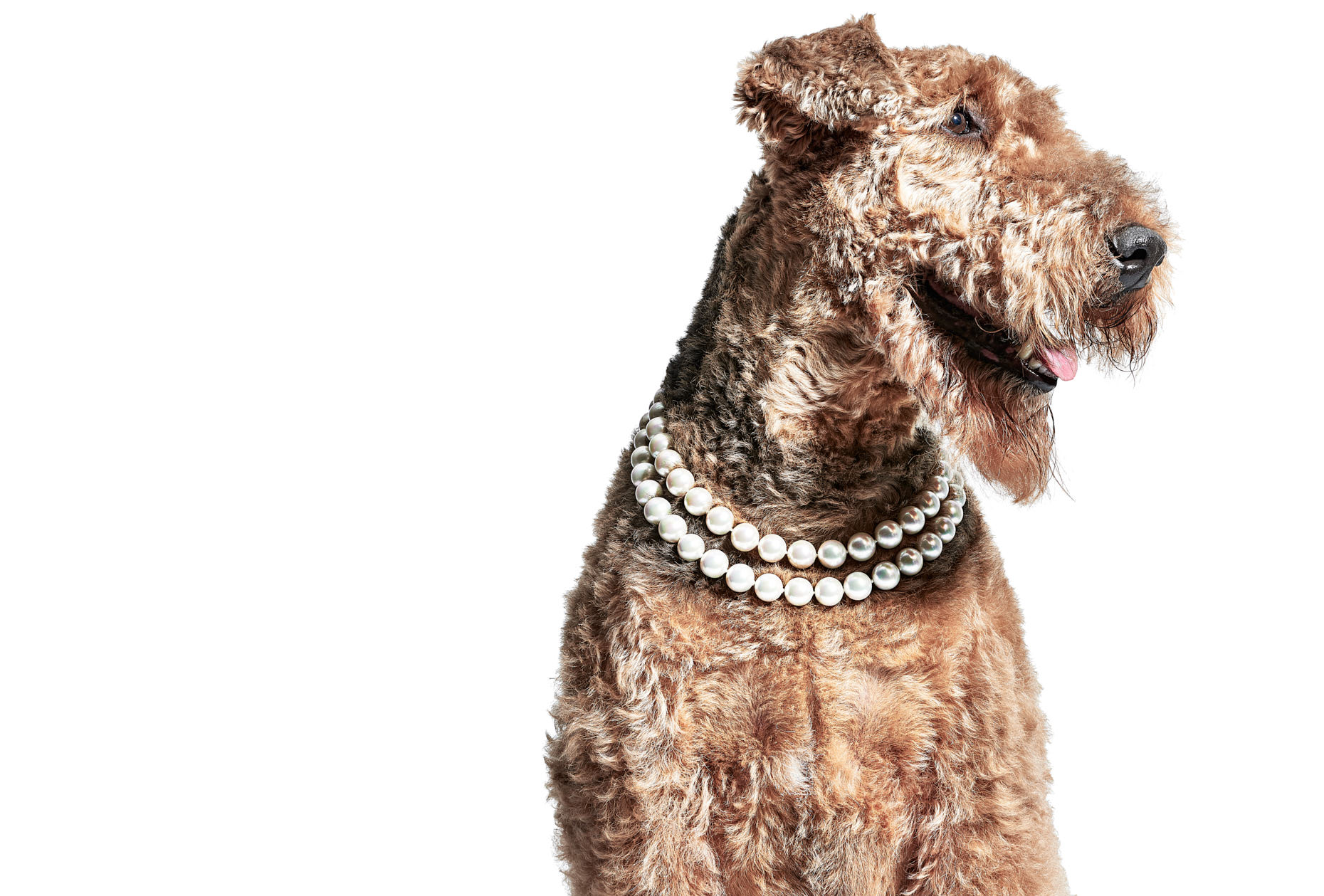 Jeff Stephens | Dogs in Pearls