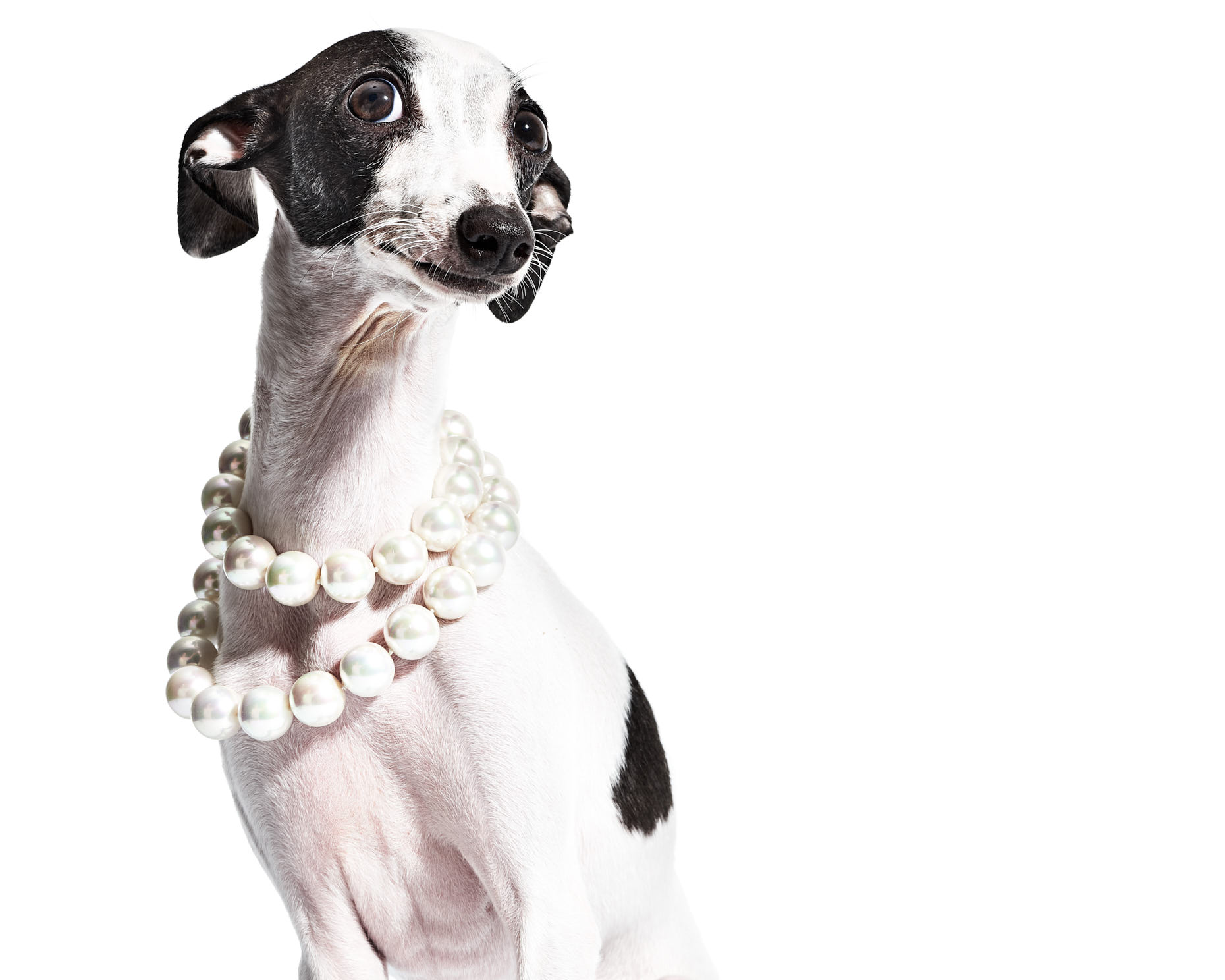 Jeff Stephens | Dogs in Pearls